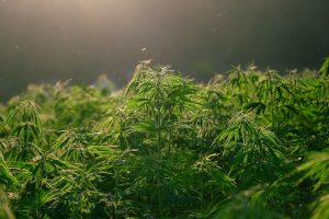 London mayor backs partial decriminalisation of cannabis – what you should know
