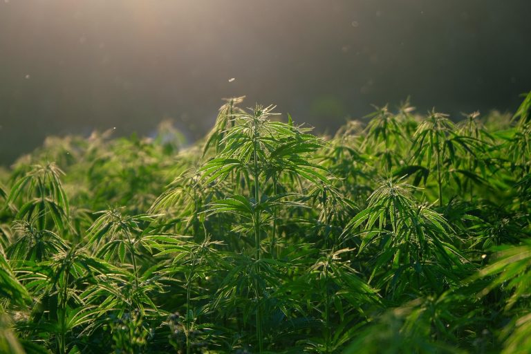 London mayor backs partial decriminalisation of cannabis – what you should know