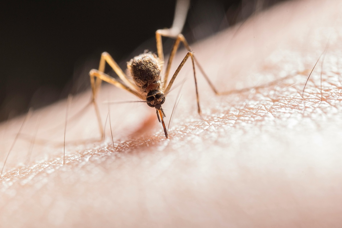 West Nile virus found in the UK for the first time – what you need to know