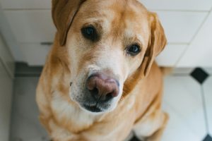UK to stop animal testing