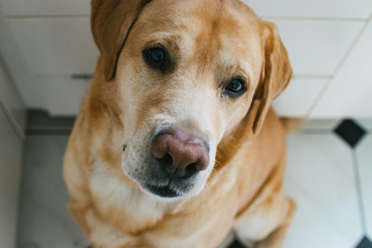 Ministers consider ending pet bans in UK leases