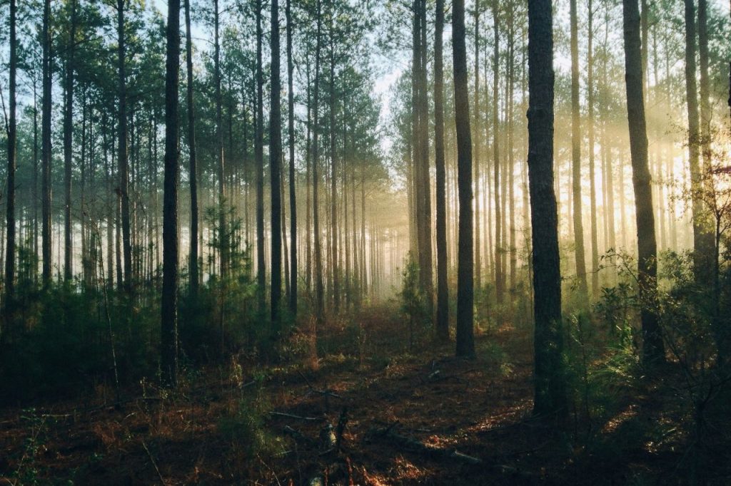 The UK is creating a big forest as part of its push to build a ‘new ...