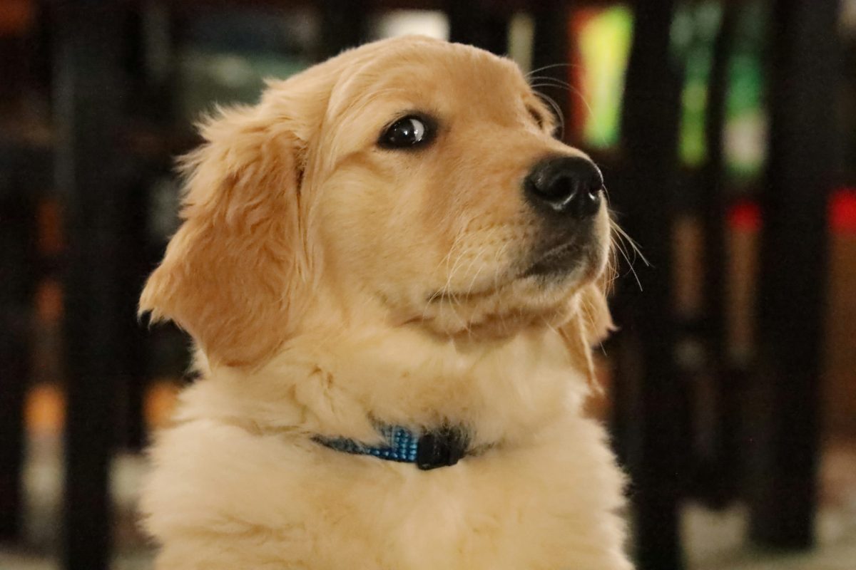 Golden retriever and human behaviour may be linked by the same genes: new research