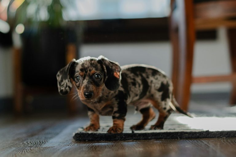 Can you afford to own a dog or a cat in the UK? Here’s how much it will cost