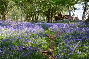 Britain’s largest landowner is about to turn its 250,000-hectare empire into a renewable energy goldmine – and it could lower your bills