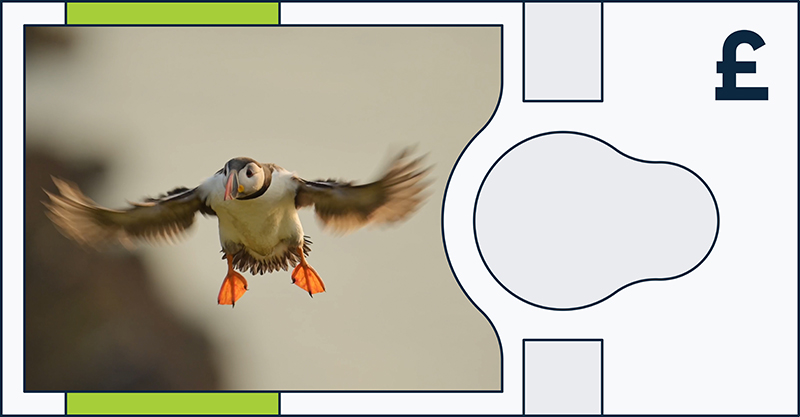 Boe Banknote Consultation Animal Atlantic Puffin
