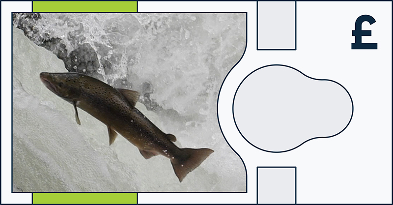 Boe Banknote Consultation Animal Atlantic Salmon