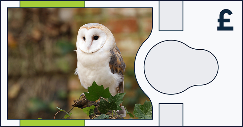 Boe Banknote Consultation Animal Barn Owl