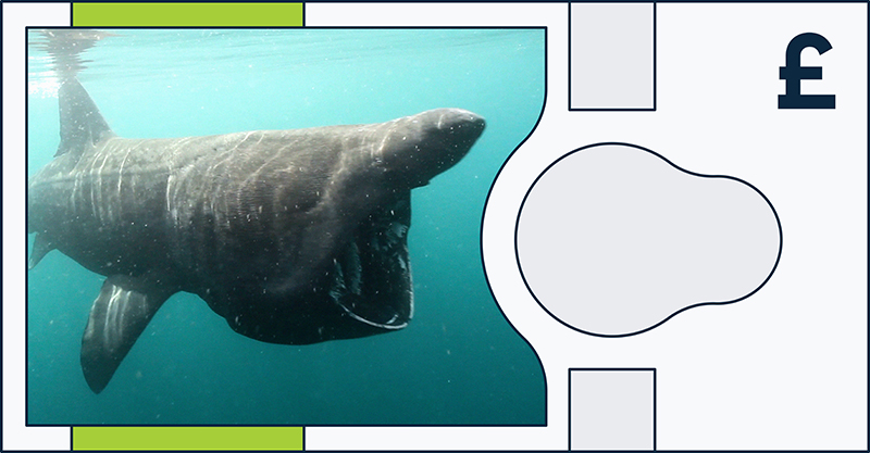 Boe Banknote Consultation Animal Basking Shark