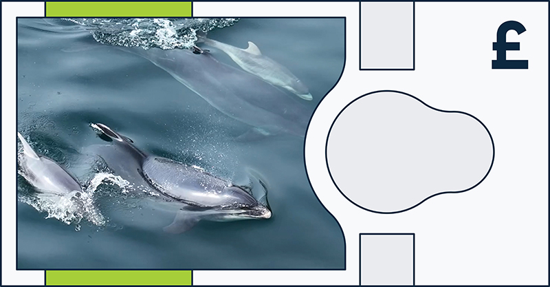 Boe Banknote Consultation Animal Bottlenose Dolphin
