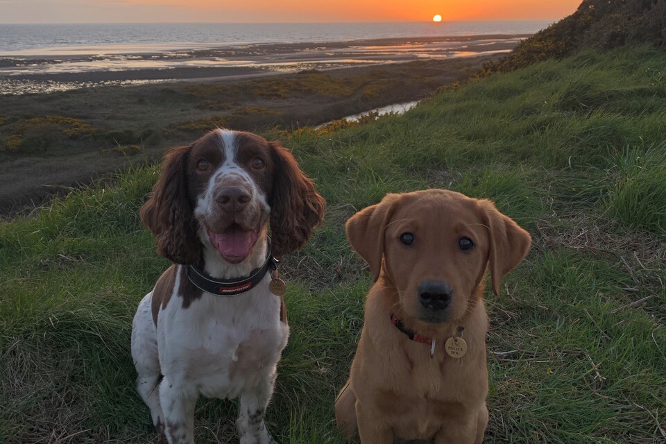 Police Dogs 1