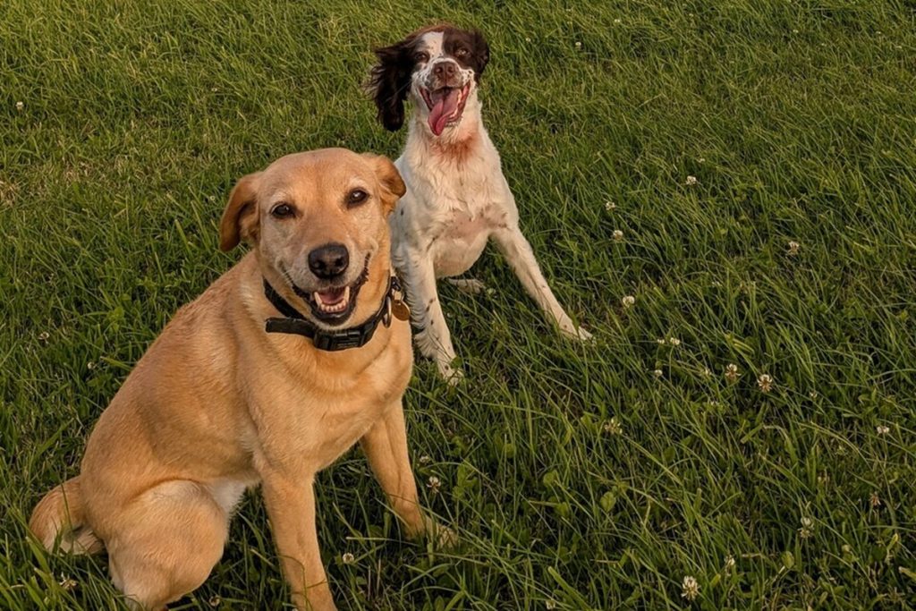 Big changes for UK pet owners from September