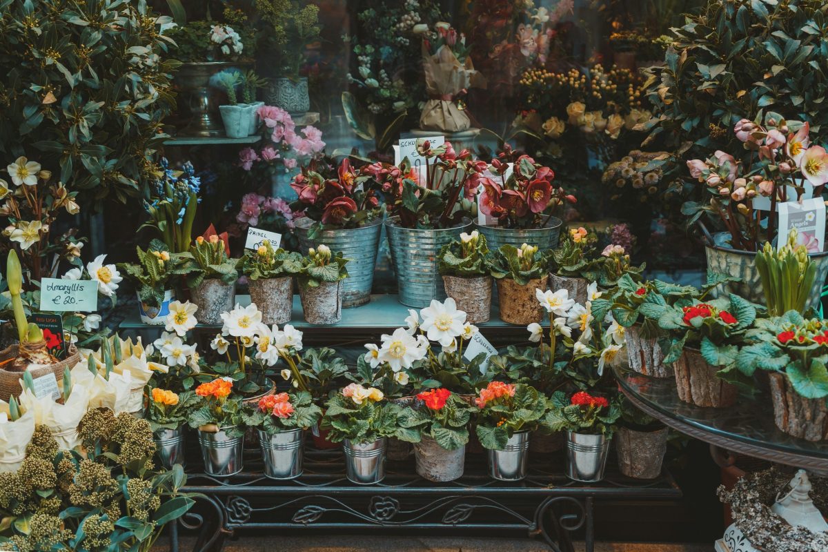 Want to know how badly Brits are struggling financially? Look at how many flowers they are buying