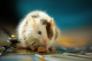 UK scientists develop drug which targets Alzheimer’s on multiple fronts