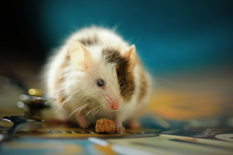 UK scientists develop drug which targets Alzheimer’s on multiple fronts