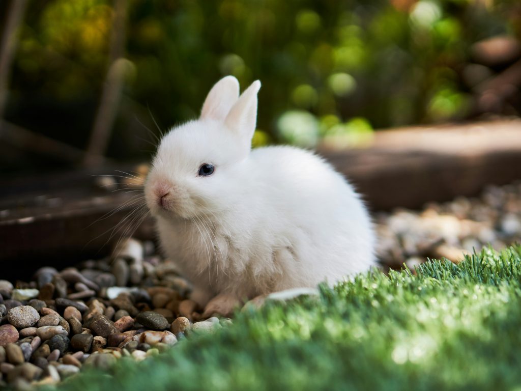 UK to replace animal testing with lab-grown human organs