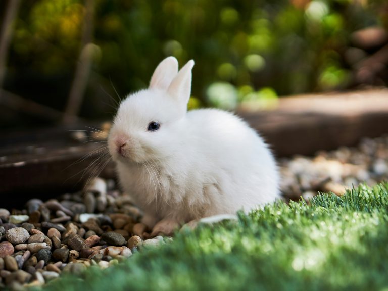 UK to replace animal testing with lab-grown human organs