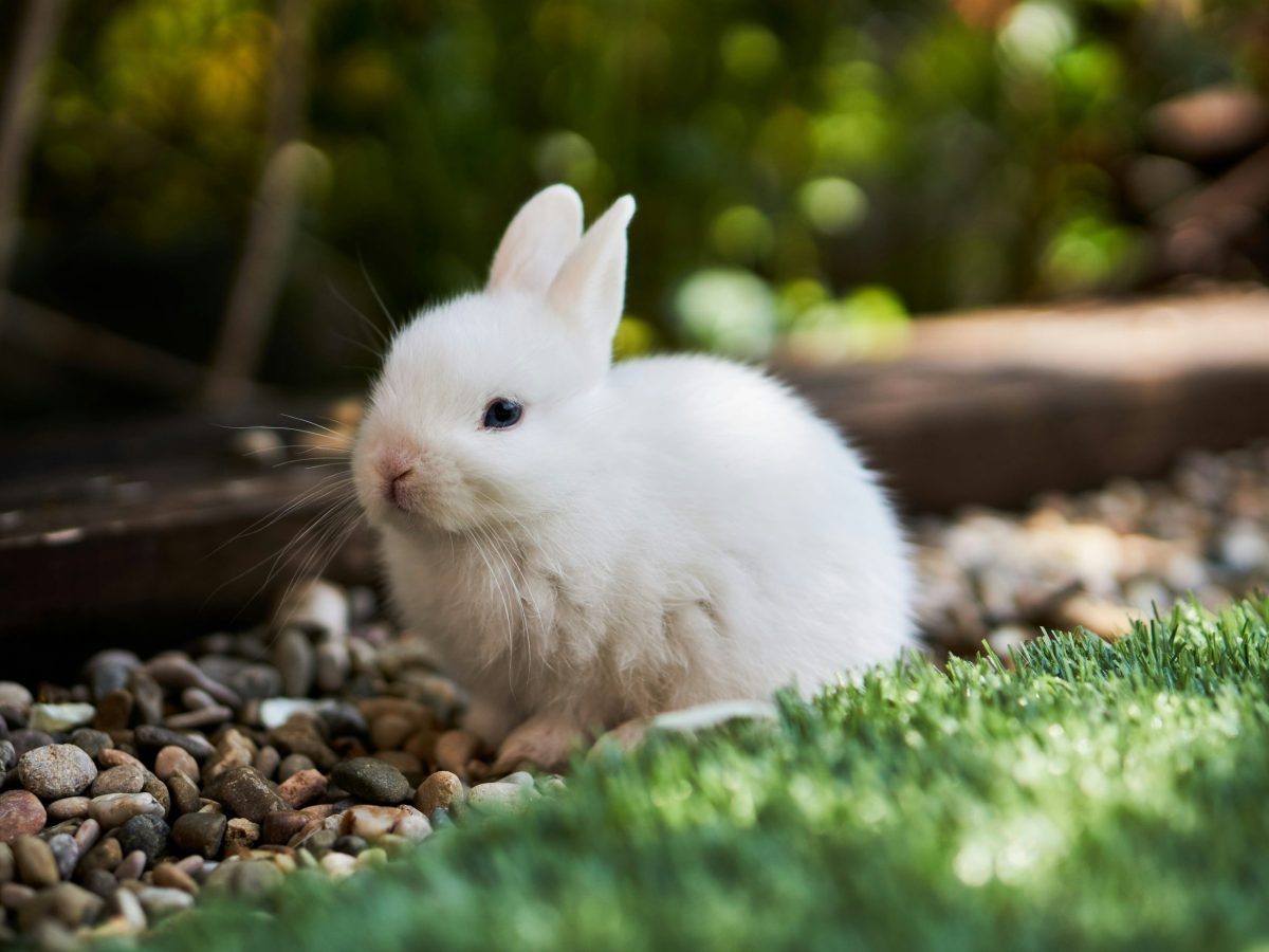 UK to replace animal testing with lab-grown human organs